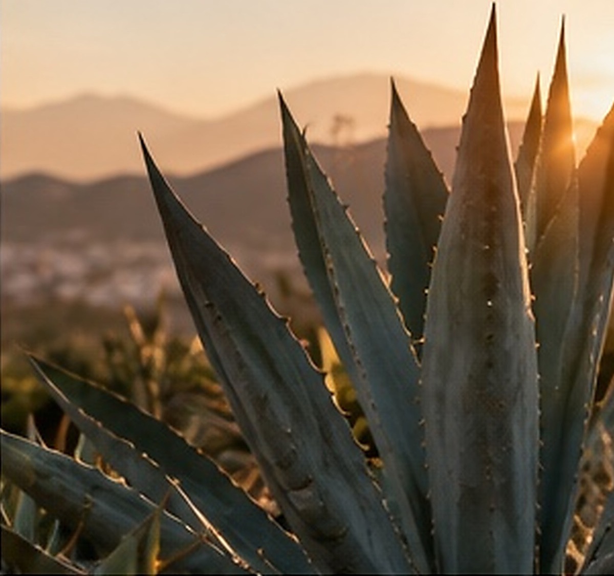 Agave au soleil couchant, vallée et montagnes de Oaxaca